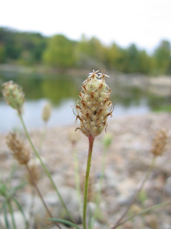 Plantago scabra